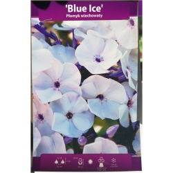 bylina Płomyk wiechowaty Blue Ice B425